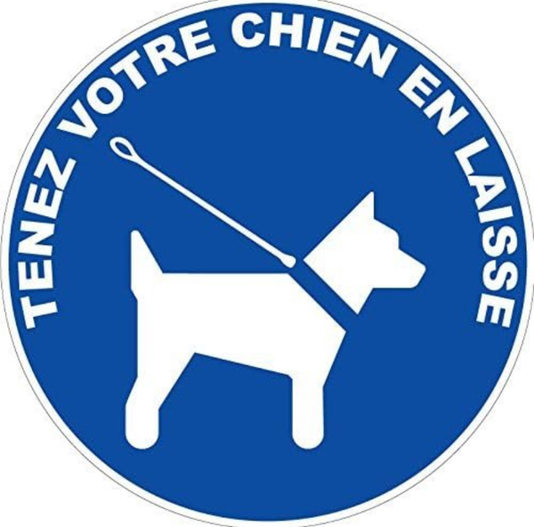 image chien en laisse